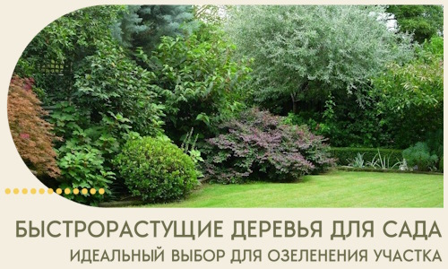 Быстрорастущие деревья для сада идеальный выбор в Полевской