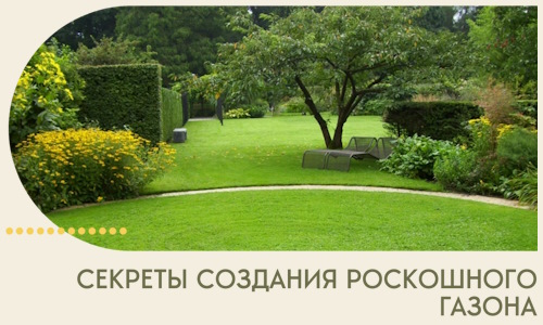 Секреты создания роскошного газона в Полевской